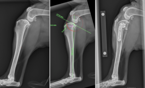 TPLO Procedure at Boreal Animal Surgery