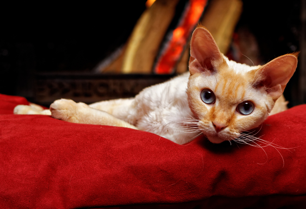 Perineal Urethrostomy What to Expect