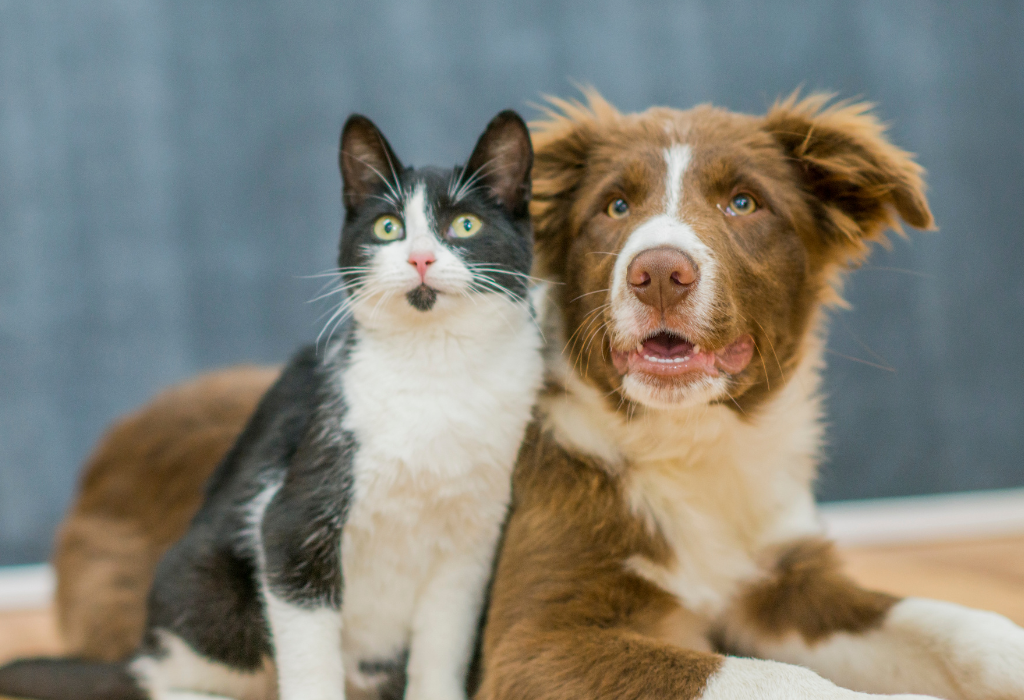 Pet Owner