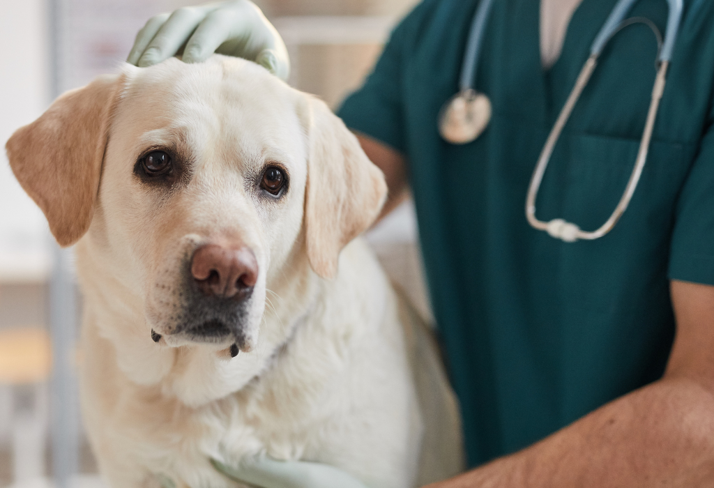 Referring Vet