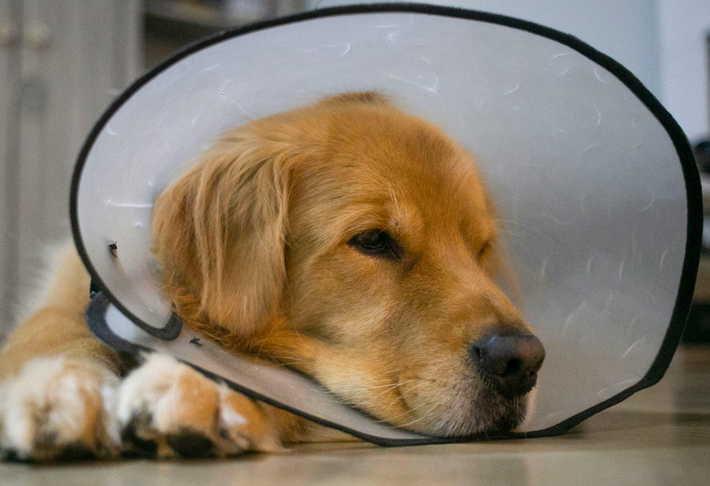 TPLO - What to Expect