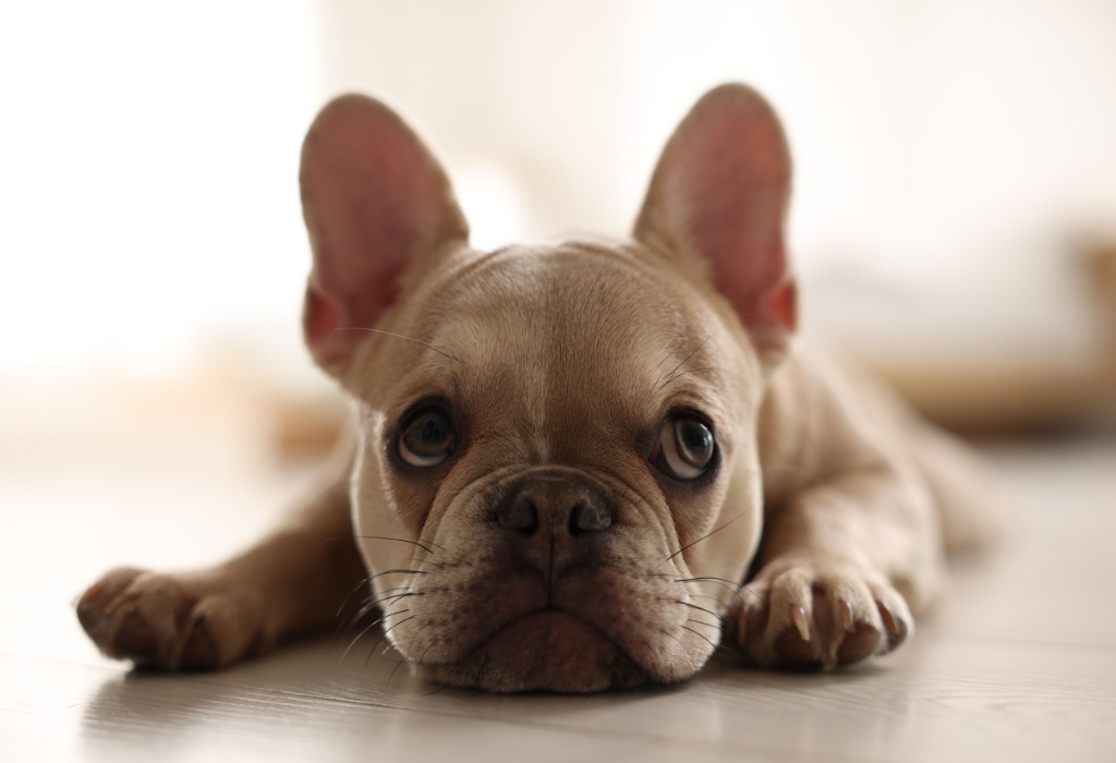 brachycephalic airway surgery our approach