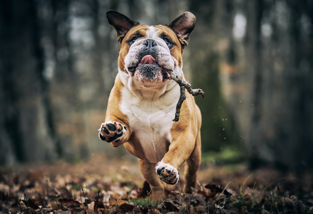 brachycephalic airway surgery what to expect