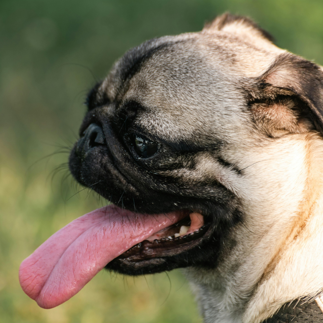 brachycephalic airway surgery what to expect(1)