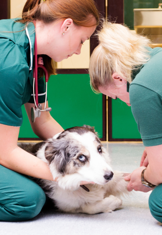 soft tissue surgery for small animals